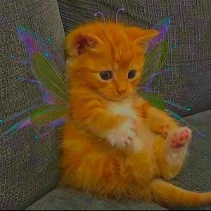 Meet your Posher, Bailey